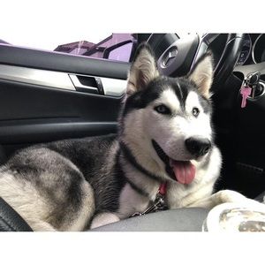 Meet your Posher, Elisha